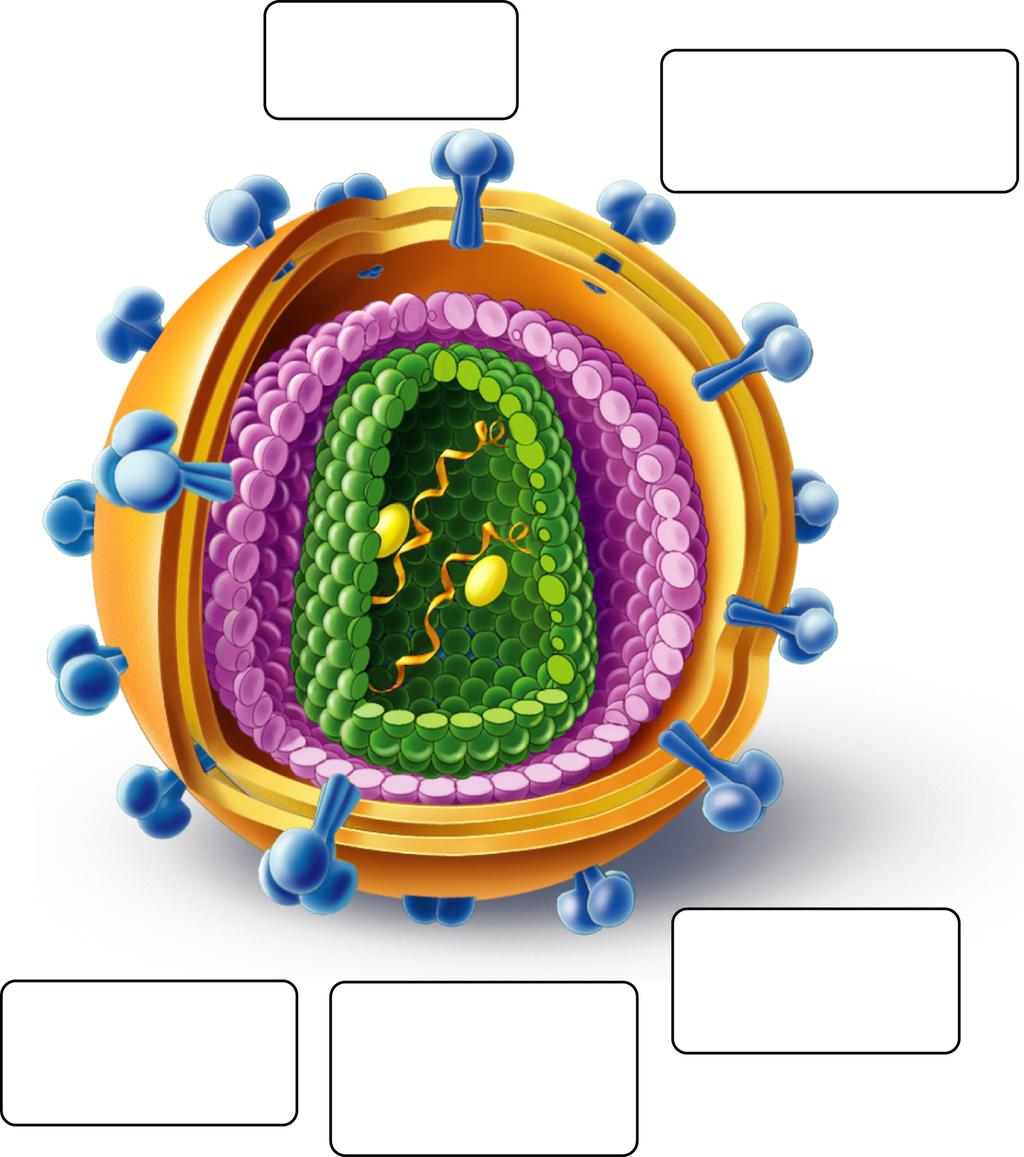 HIV is a Retrovirus HIV and AIDS HIV has mrna. It uses reverse transcriptase to turn mrna into DNA. Viral proteins surrounding the core HIV s genetic information is in the form of RNA.
