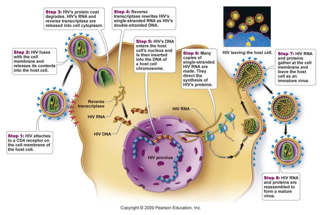 HIV Virus Replication Steps HIV Replication 7. Uses the enzyme protease to assemble new viral particles. 8. Release by budding. Figure 17a.8 HIV HIV attacks the Helper T cells.