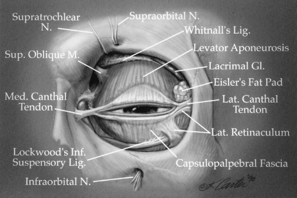Vol. 114, No. 7 / UPPER EYELID RECONSTRUCTION 99e FIG. 1. Anatomy of the preaponeurotic space demonstrating the structures encountered during eyelid reconstruction. tightly adherent to the skin.