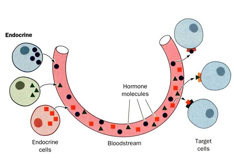 Hormones can be classified according to the distance over which they act.