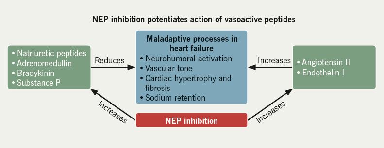 NEP: neprilysin inhibitor VALSARTAN How neprilysin or sacubitril