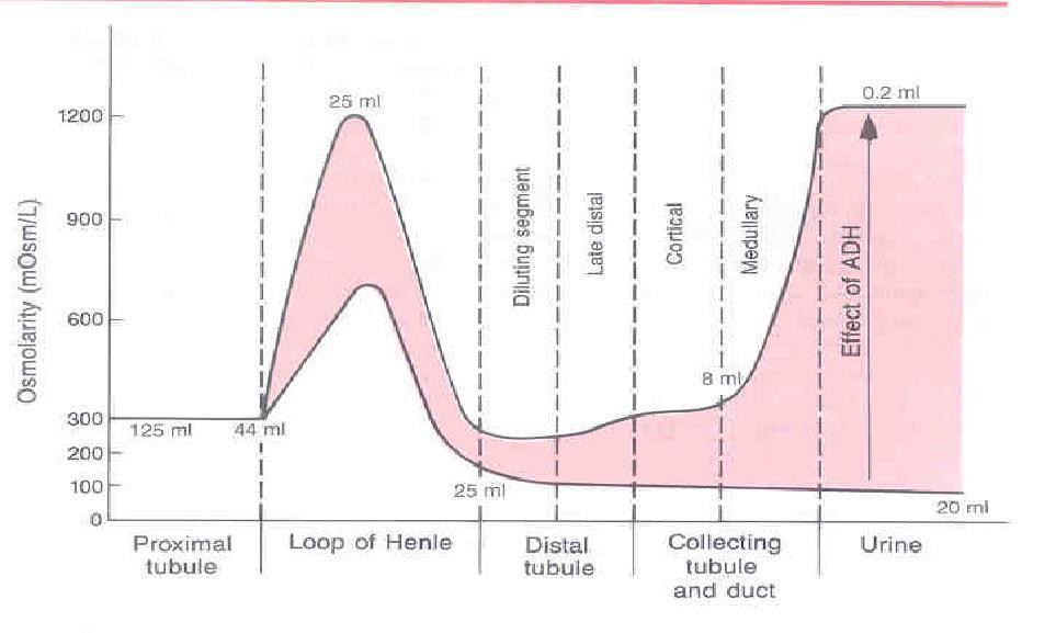 the red area, is the range between the maximal and minimal osmolarity at different tubule **more volume > less