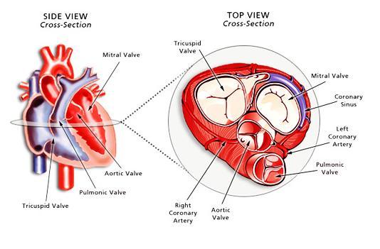 The heart has four valves In order to regulate the blood flow: mitral, aortic, tricuspid, and pulmonary valve (Figure 2).