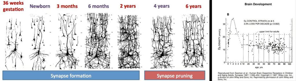 The role of pruning At birth, the neurons in the visual and motor cortices have connections to the superior colliculus, spinal cord, and pons.