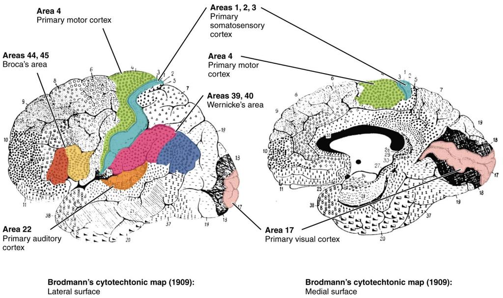 The Brodmann areas Brodmann areas have been discussed, debated, refined, and renamed exhaustively for nearly a century and remain the most widely known and frequently cited cytoarchitectural