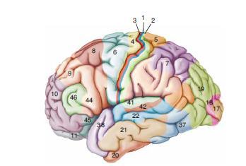 For example, Brodmann areas 1, 2 and 3 are the primary somatosensory cortex; area 4 is the primary motor cortex; area 17 is the primary visual cortex; and areas 41 and 42 correspond closely to