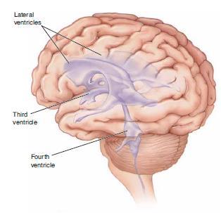 Brain ventricles The four cavities of the human brain are called ventricles.
