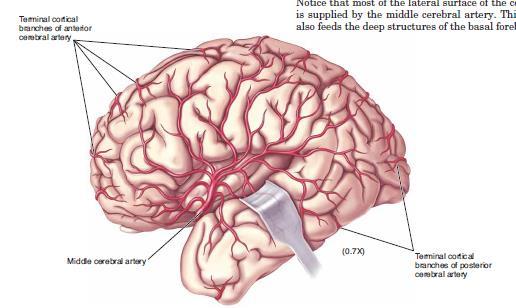 Blood supply in the brain Blood supply to the brain is normally divided into anterior and posterior segments, relating to the different arteries that supply the brain.