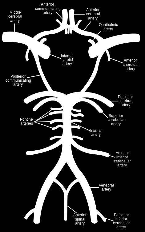 The anterior and posterior cerebral circulations are interconnected via bilateral posterior communicating arteries.