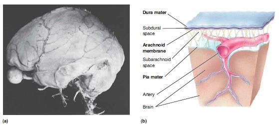 Cerebrospinal fluid is located in the subarachnoid space between the arachnoid mater and