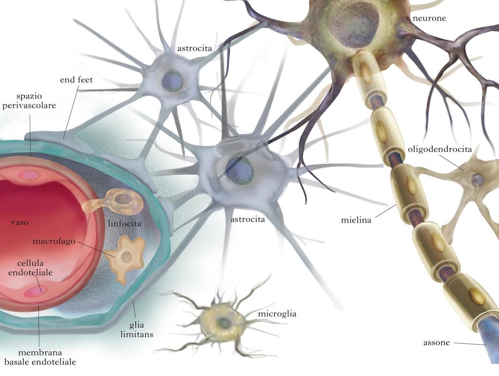 Neuroglia In addition to neurons, the nervous system is formed by a second type of cells, called neuroglia or glia.