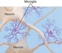Microglia Microglia has primarily a role of macrophages and nervous environmental protection.