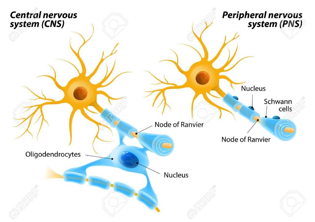 Oligodendrocytes and Schwann cells They are cells that perform the same function, respectively in the CNS and in the PNS.