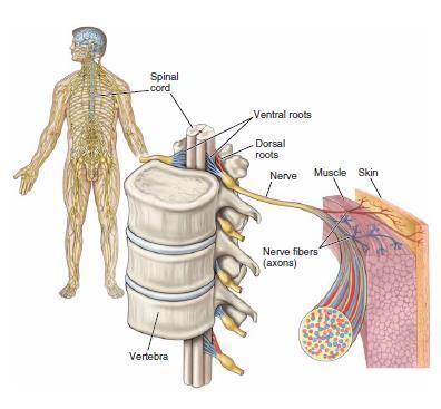 Spinal nerves For the whole length of the spinal cord there are 31 pairs of spinal nerves that are combined to the spinal cord at regular