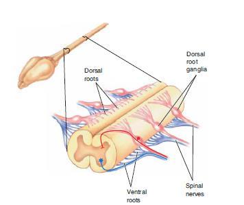 The ventral root consists of motor projections ranging from the spinal cord to the muscles The dorsal root consists of sensory projections