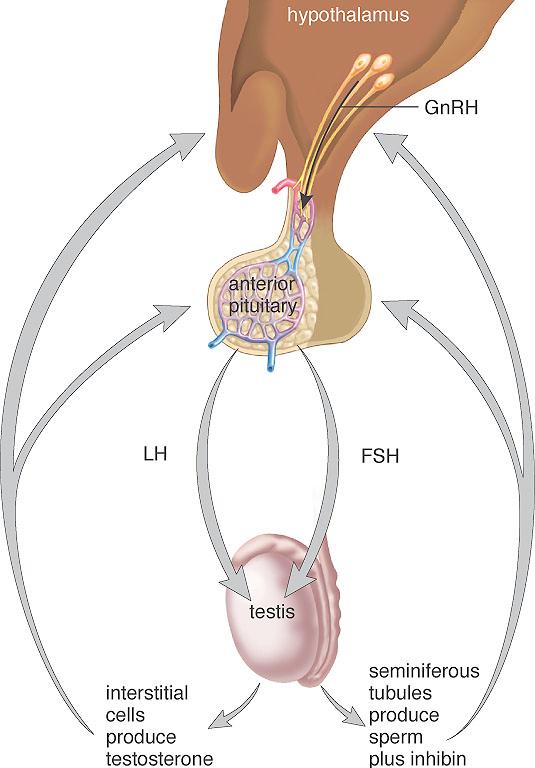 Hormonal Regulation in Males Hypothalamus secretes gonadotropin- releasing hormone (GnRH( GnRH). Stimulates anterior pituitary to secrete: Follicle-stimulating hormone (FSH).