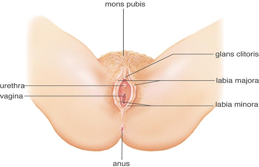 External Genitals External female genital organs collectively called vulva. Labia majora - Large skin folds.