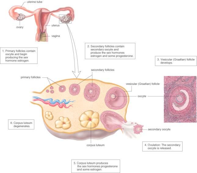 Anatomy of ovary