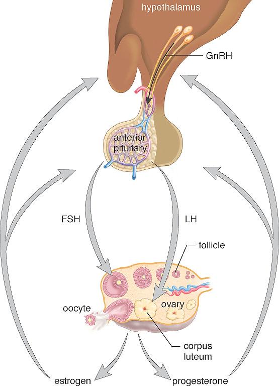 Female Hormone Levels The ovarian cycle. Development of a vesicular follicle, ovulation, and development of corpus luteum. Under control of FSH and LH.