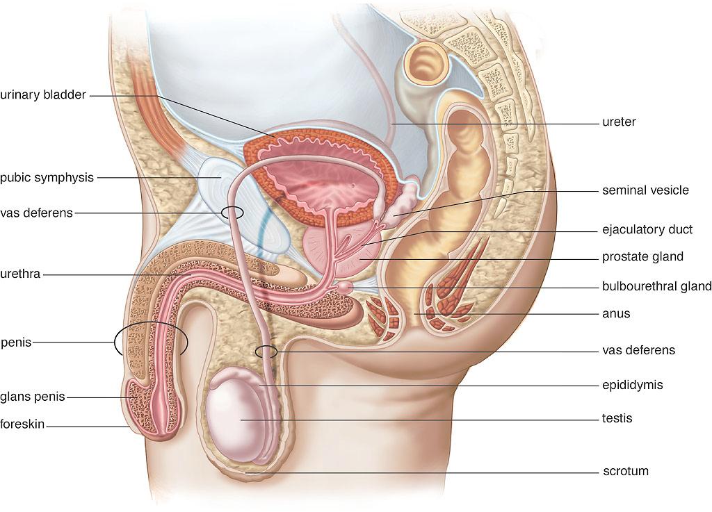 Male Reproductive System Male gonads, testes,, are suspended in scrotum. Sperm are produced in testes and mature in epididymis. Travel to vas deferens for storage.