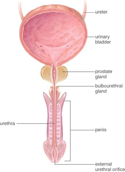 prostate cancer increases pressure on urethra, resulting in