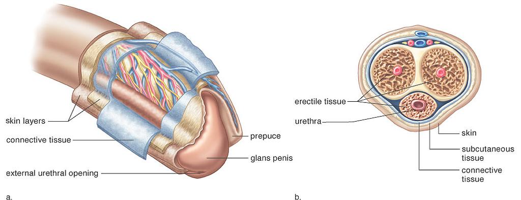 Orgasm in Males Penis has a long shaft and an enlarged tip, glans penis. During sexual arousal, autonomic nerve impulses cause erectile tissue to fill with blood.