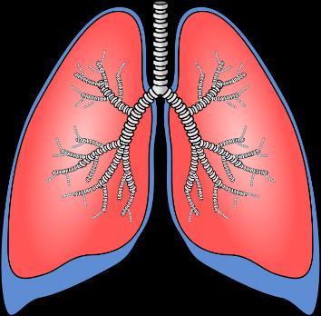 Lungs and Cardiovascular System