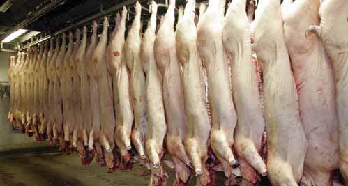 RESULTS Carcass quality Carcass weight and yield at slaughter Treatment Carcass wt, kg Carcass yield, % Control 91.4 76.5 DDGS 90.0 76.0 SEM 1.363 0.