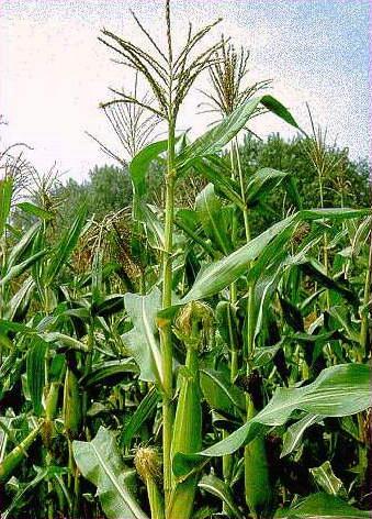 INTRODUCTION Main grains for bioethanol production: Corn, wheat, barley and sorghum.