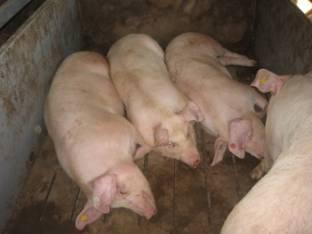 INTRODUCTION Feeding value of DDGS for PIGS: Inclusion level of DDGS depends on (Stein, 2007; Applegate et al. 2008; Linneen et al., 2008; Young, 2008; Urriola et al.