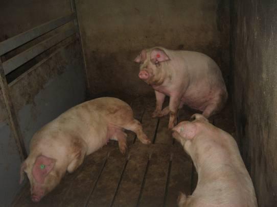 INTRODUCTION Feeding value of DDGS for PIGS: Inclusion levels of DDGS: variable results in the literature Phase Nursery pigs (> 7 kg) Finishing pigs DDGS source Corn Sorghum Inclusion levels 10-15%