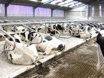Rapid Increase in DMI Post-Calving Comfortable cows eat more! 1. Adequate space: 1.