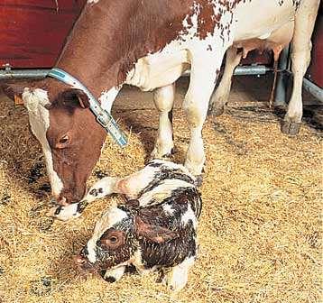 Why are cows in oxidative stress around calving? 1. Low intake of nutrients (low DMI) 2.