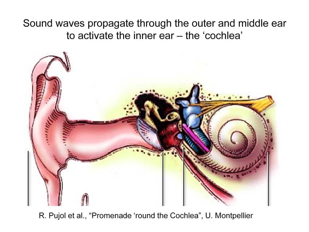 Today I will provide an overview of cochlear function.