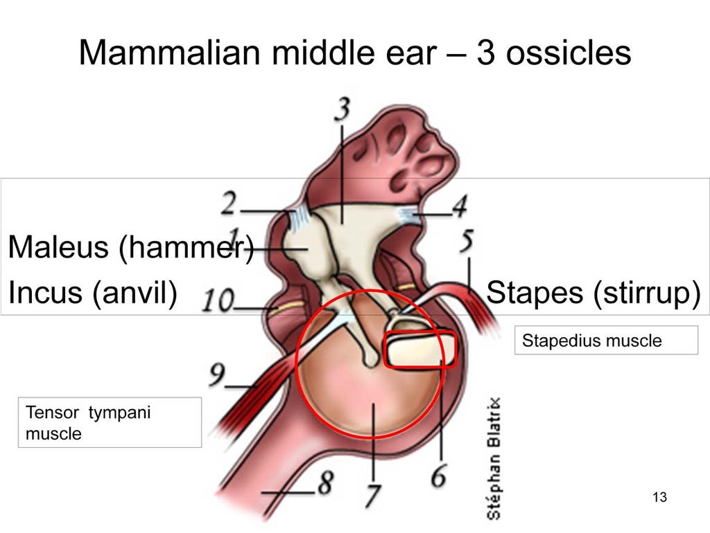 The middle ear helps to overcome the air/water impedance mismatch.
