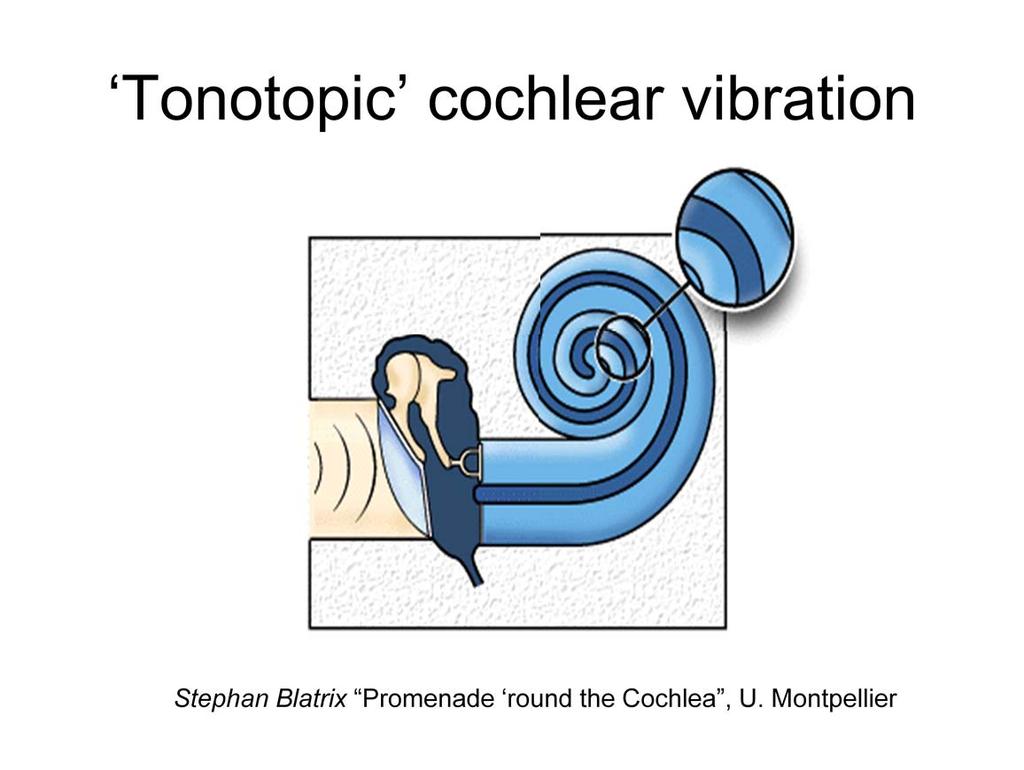 Motion of the stapes footplate causes fluid motion, resulting in deflection of the cochlear partition upon which are situated the hair cells and surrounding supporting cells.