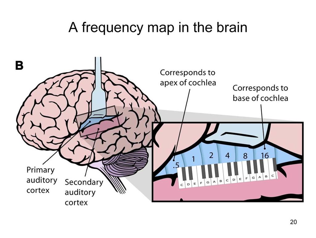 The labelled lines made up by cochlear neurons project to the brain to establish a tonotopic map (map of sound