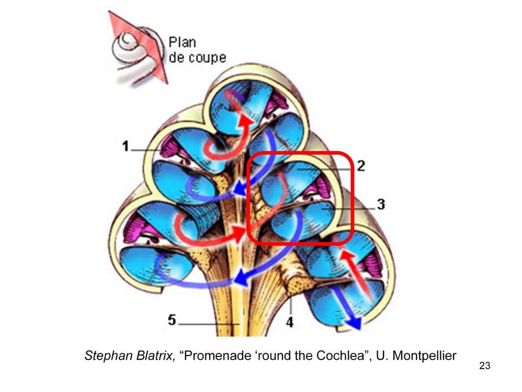 Schematic diagram of the cochlear spiral. Afferent neurons form the spiral ganglion within the center, or modiolus of the cochlea.