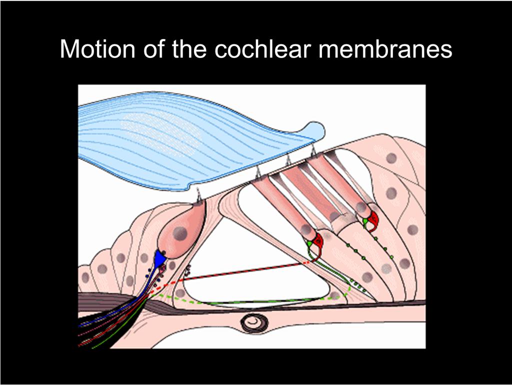 How is an up-down motion of the basilar membrane translated into significant lateral displacement of the hair bundle?
