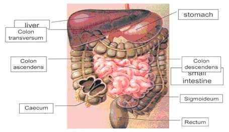 the upper parts of the gastrointestinal tract because of their polar nature and/or vulnerability to chemical and enzymatic degradation in the small intestine specifically for proteins and peptides