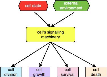 Cellular decision-making Complex networks of interactions test the internal state of the cell and the external environment and induce activation and inactivation of genes and turn on and off various