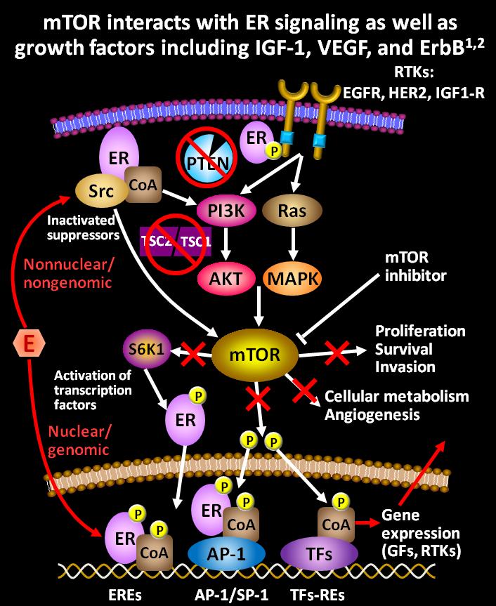 Future strategies for overcoming HER2 resistance: inhibitors of the PI3K/Akt/mTOR pathway mtor interacts with ER signaling as well as growth factors including IGF-1, VEGF, and ErbB1,2 RTKs: EGFR,