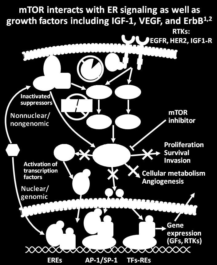 of transcription factors Proliferation Survival Invasion mtor Cellular metabolism Angiogenesis ER Nuclear/ genomic mtor inhibitor MAPK P P P P ER P ER P CoA EREs P CoA mtor is a central regulator of
