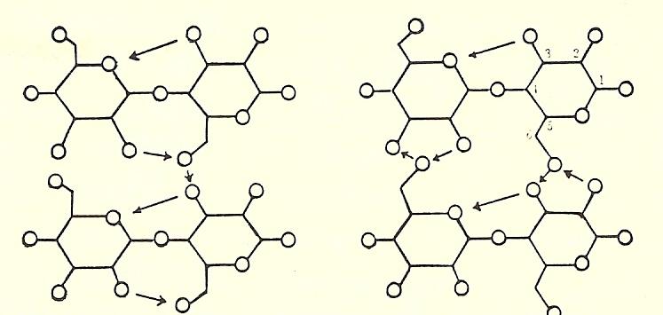 Intramolecular linkage (H-bond): Hydrogen bonds between OH-groups of adjacent glucose units in the same cellulose molecule. These linkages give a certain stuffiness to the single chain.