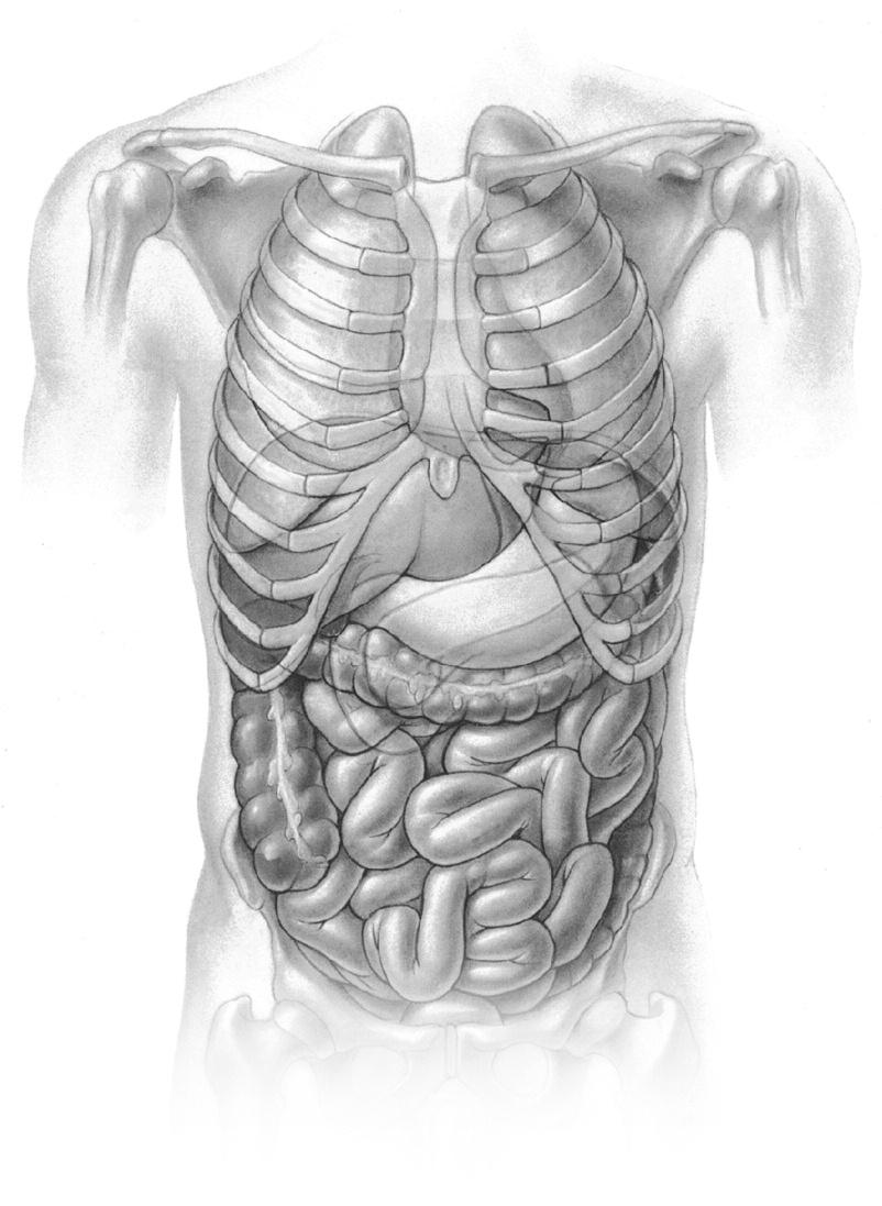 52 Liver Gallbladder Spleen Stomach Figure 63. Anterior view of the abdominal viscera.
