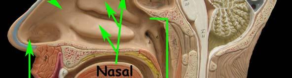 Three bony shelf-like structures, the nasal conchae, project from the lateral wall of each nasal cavity.