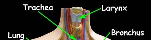 posterior surface and muscles between the cartilages.