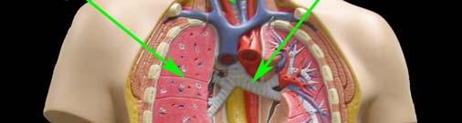Posterior to the heart, near the center of the thoracic cavity, the trachea branches into two bronchi.