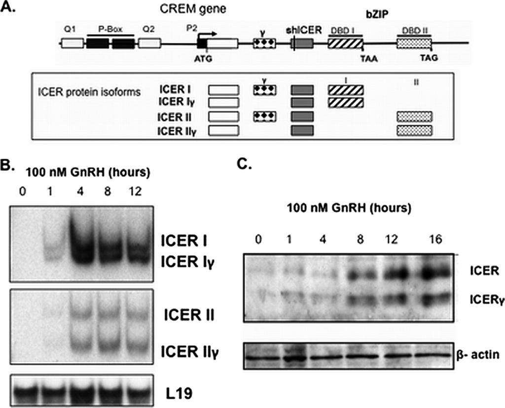 VOL. 30, 2010 CREB AND ICER MEDIATE FSH TRANSCRIPTIONAL DYNAMICS 1031 FIG. 2. GnRH stimulates inducible camp early repressor (ICER) in L T2 cells.
