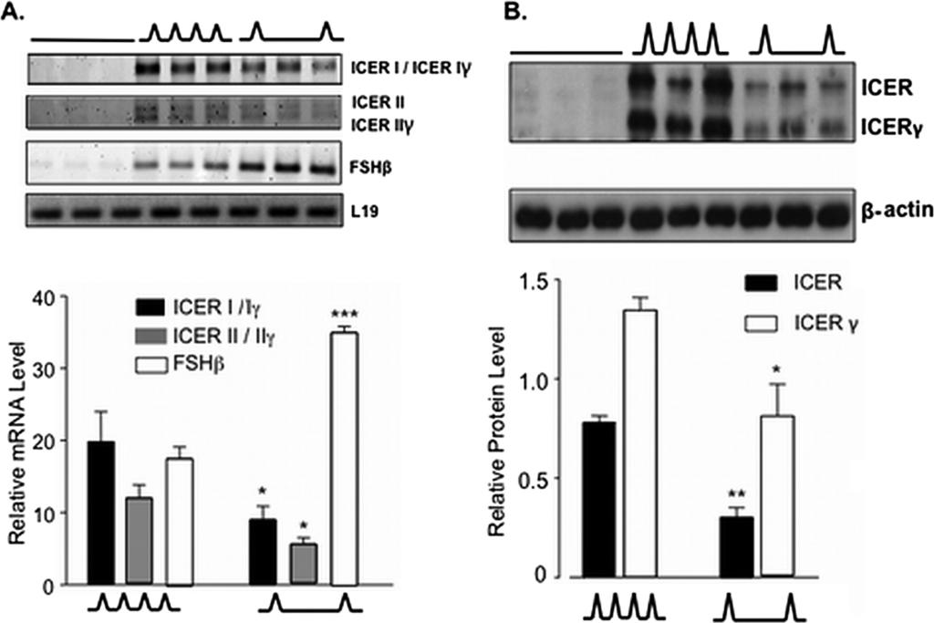 1032 CICCONE ET AL. MOL. CELL. BIOL. FIG. 3. ICER mrna and protein isoforms are preferentially stimulated at high GnRH pulse frequencies.